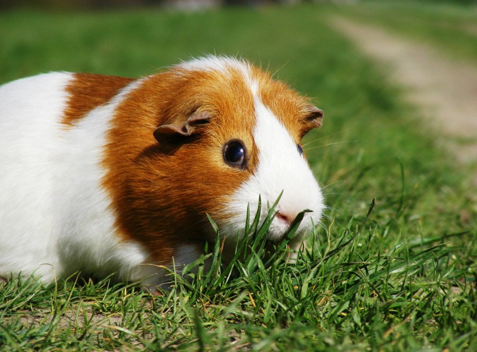 Hansa игрушка морская Свинка