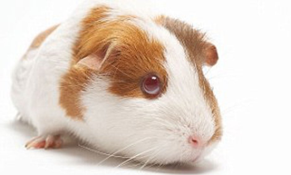 Морская Свинка на белом фоне