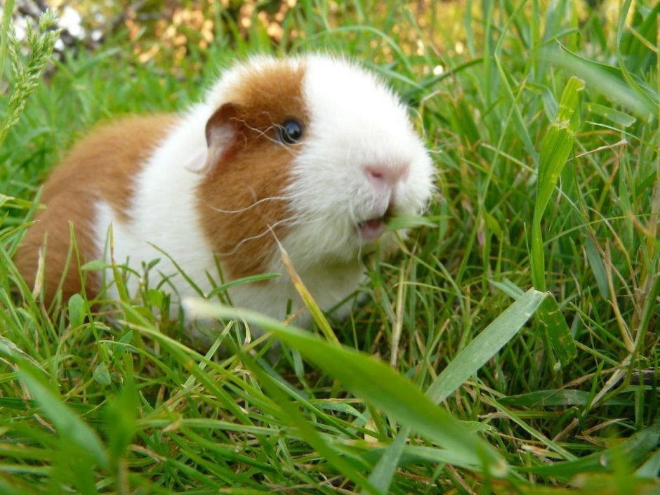 Морская Свинка короткошерстная