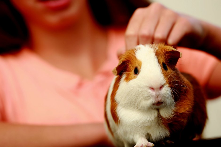 Морские свинки