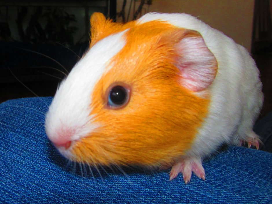 Морская Свинка белая с пятнами