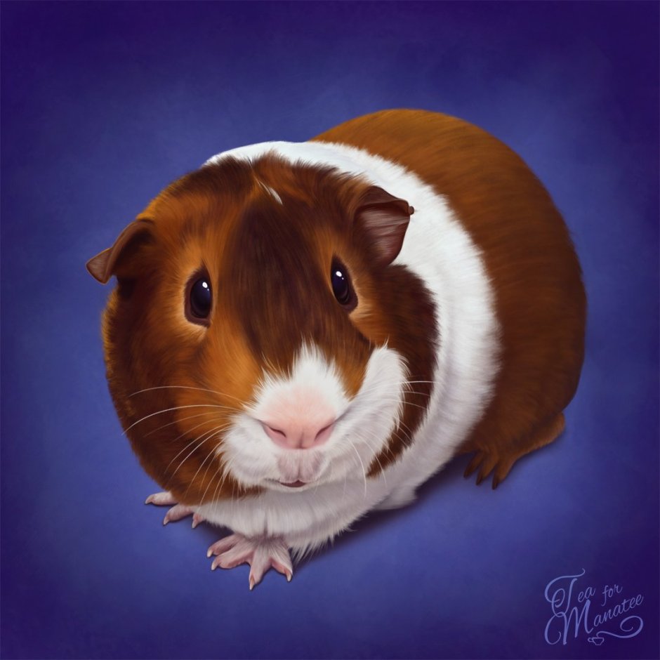 Морская Свинка рыжая с белым