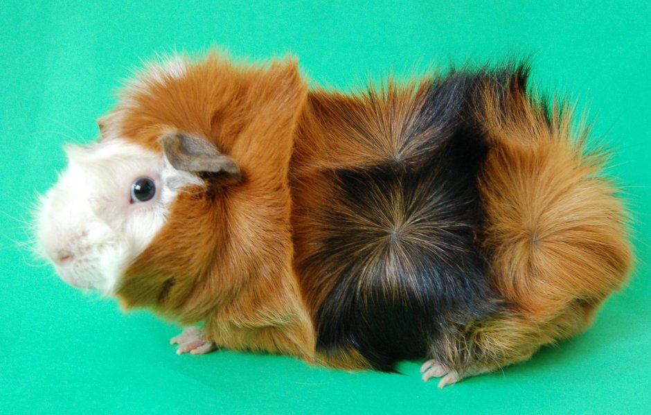 Абиссинская морская Свинка