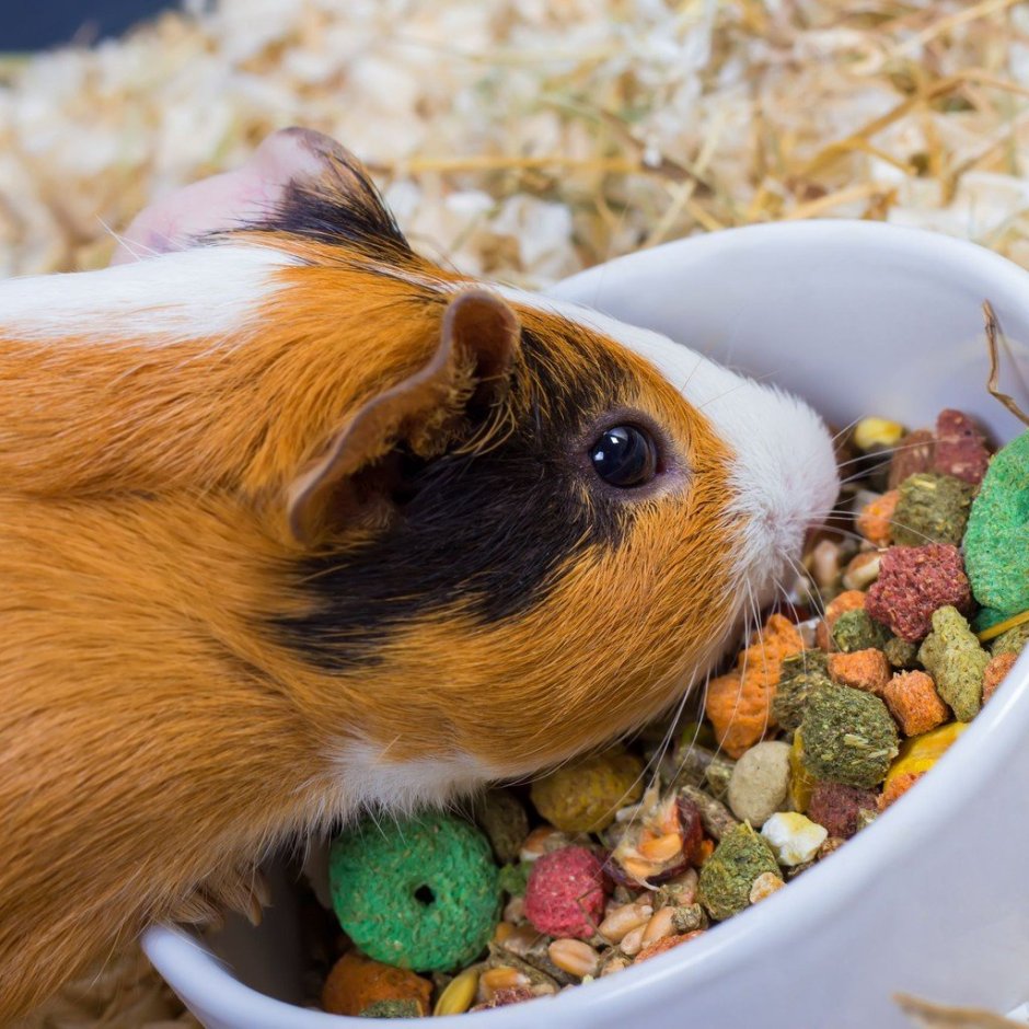 Кормовые морские свинки