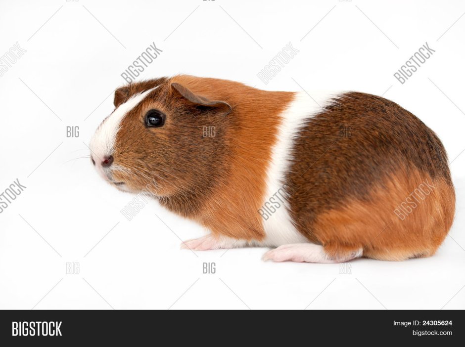 Морская Свинка черная белая оранжевая 3 верха