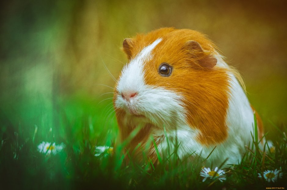 Красивый хомяк