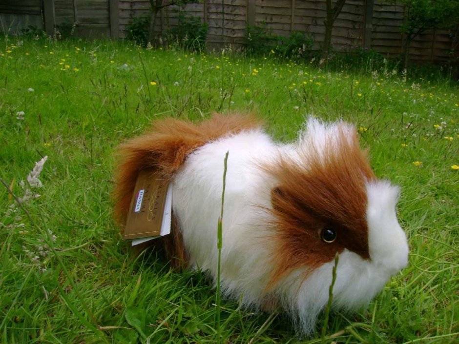 Морская Свинка Hansa