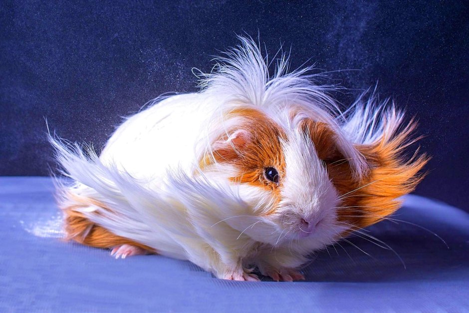 Морская Свинка белая длинношерстная