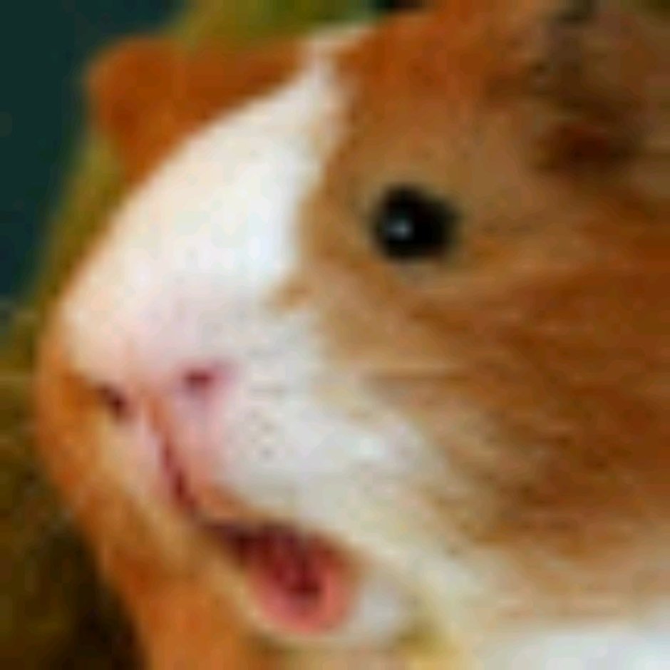 Морские свинки