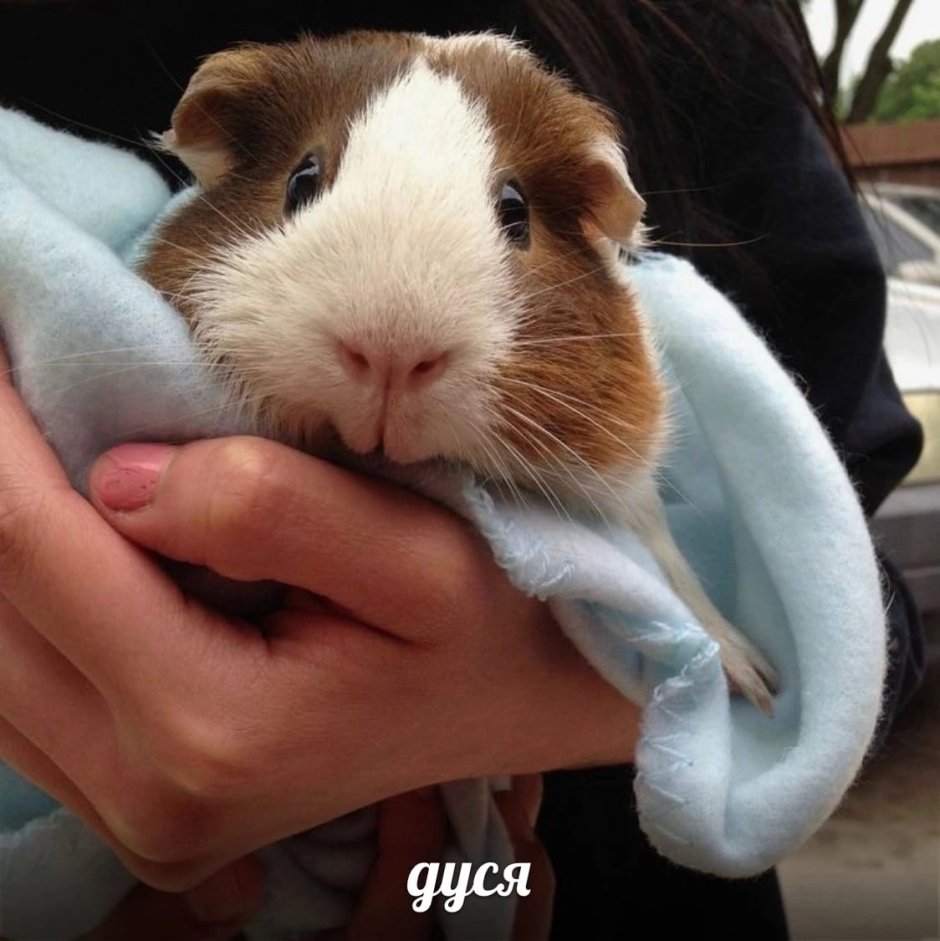 Морская Свинка Пигги
