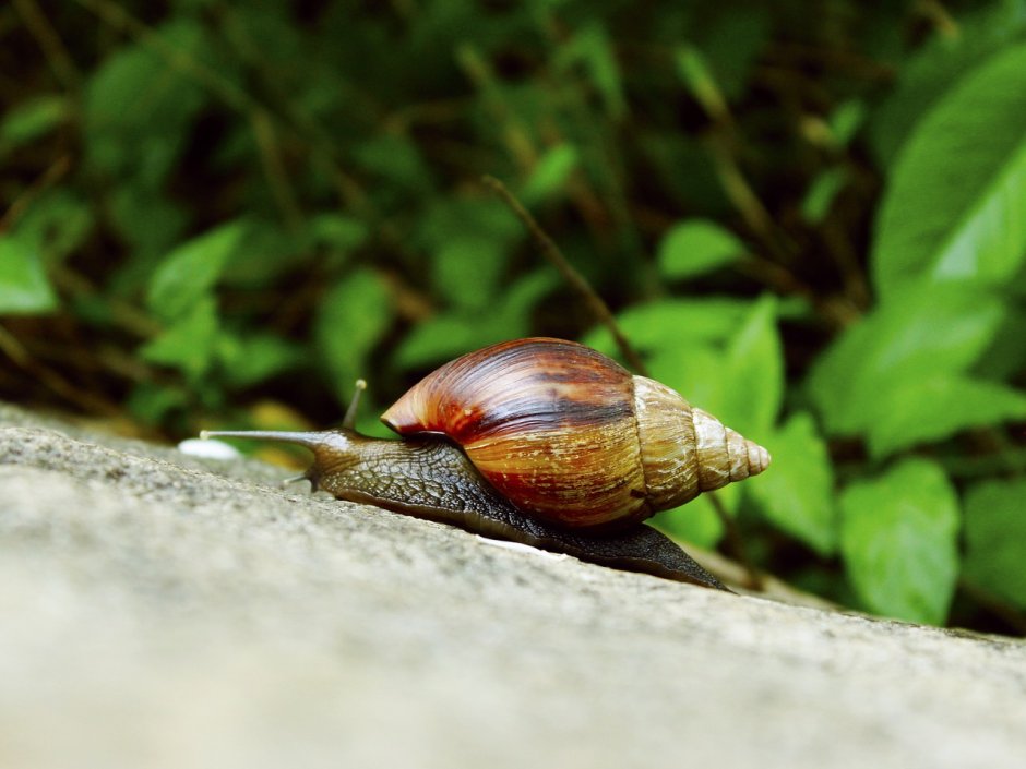 Achatina Albopicta (ахатина Альбопикта)