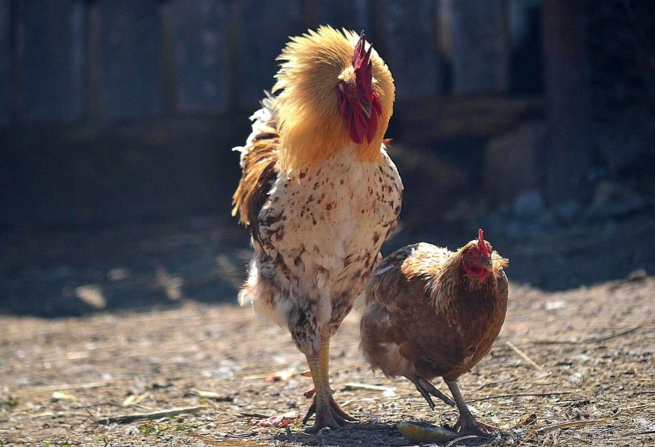 Куриные беседы