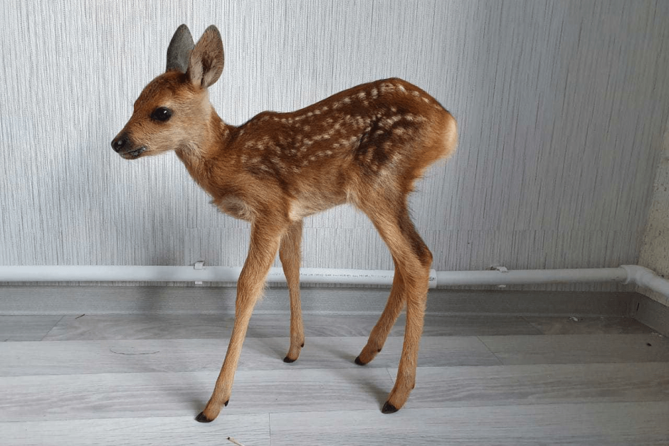 Косуля Сибирская
