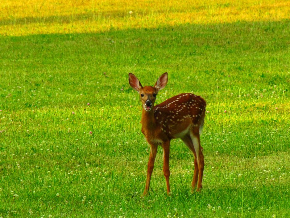 Little Deer 128x128