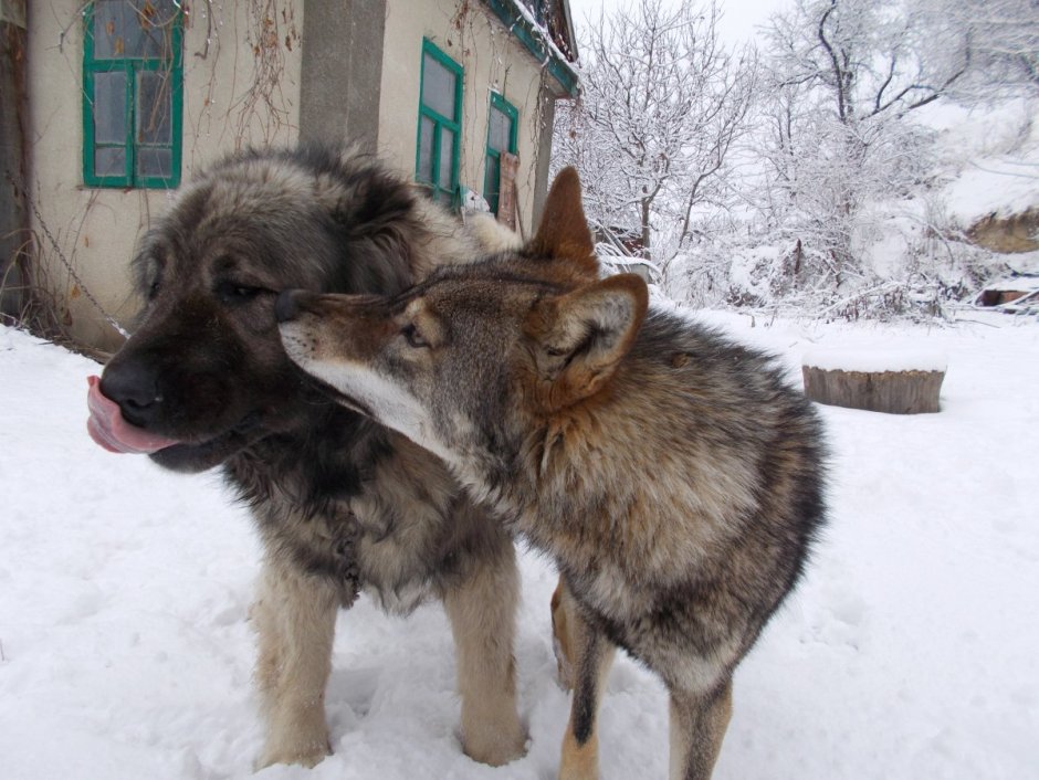 Волкособ Балто