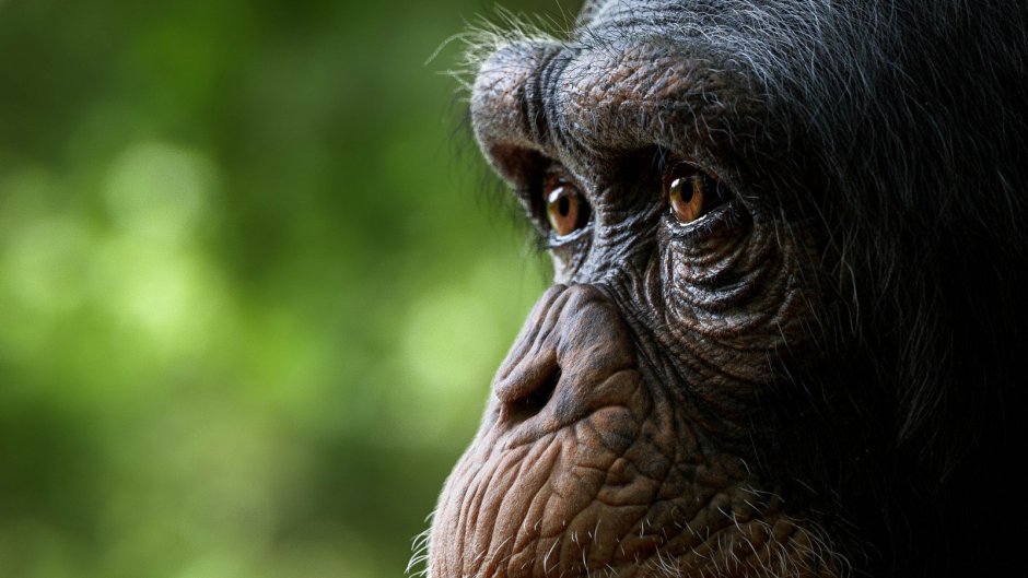Natiures p[ATH Choco Chimps