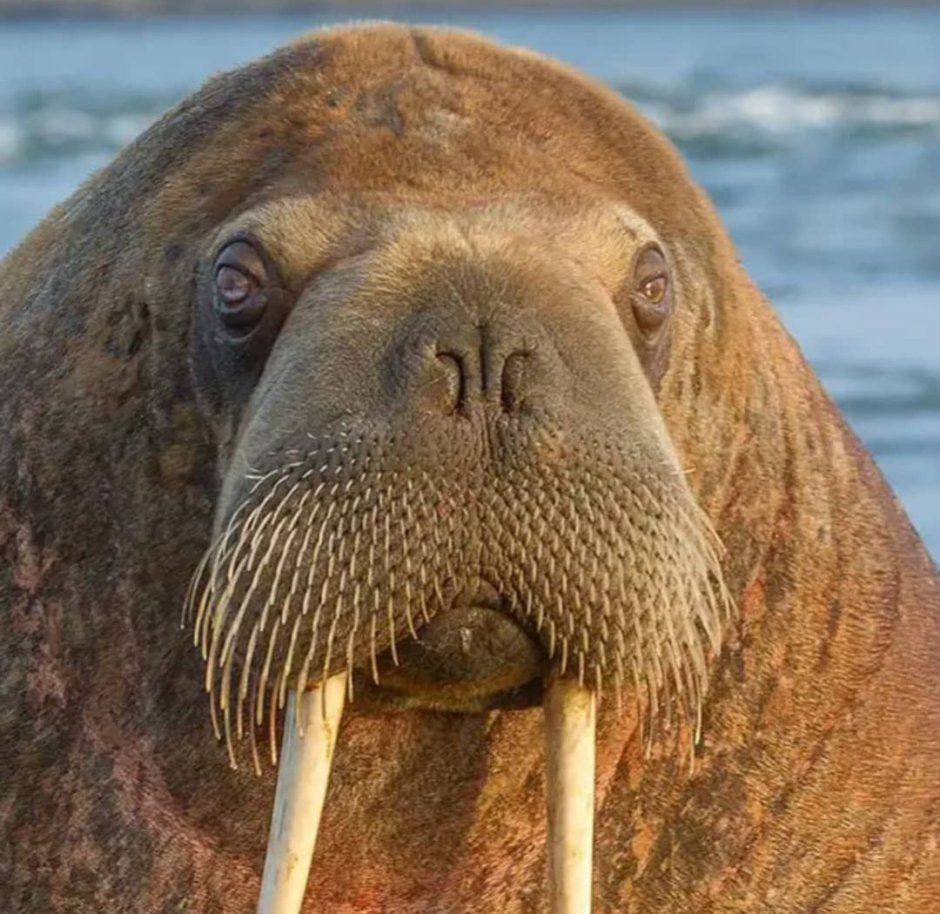 Атлантический морж
