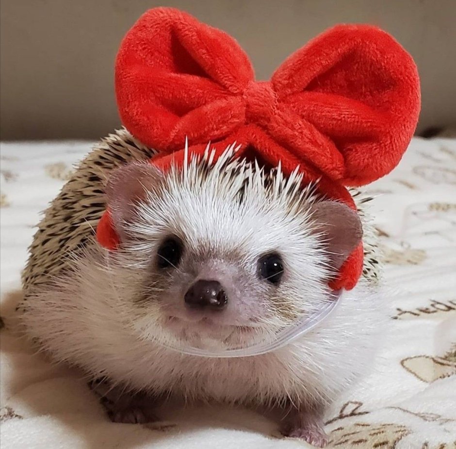 Ежик с бантиком