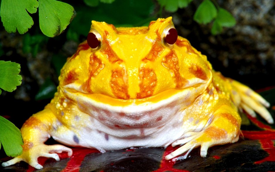 Тигровая лягушка Hoplobatrachus tigerinus
