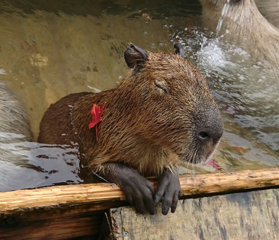Водосвинка капибара в воде