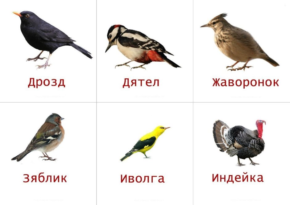 Перелетные птицы карточки