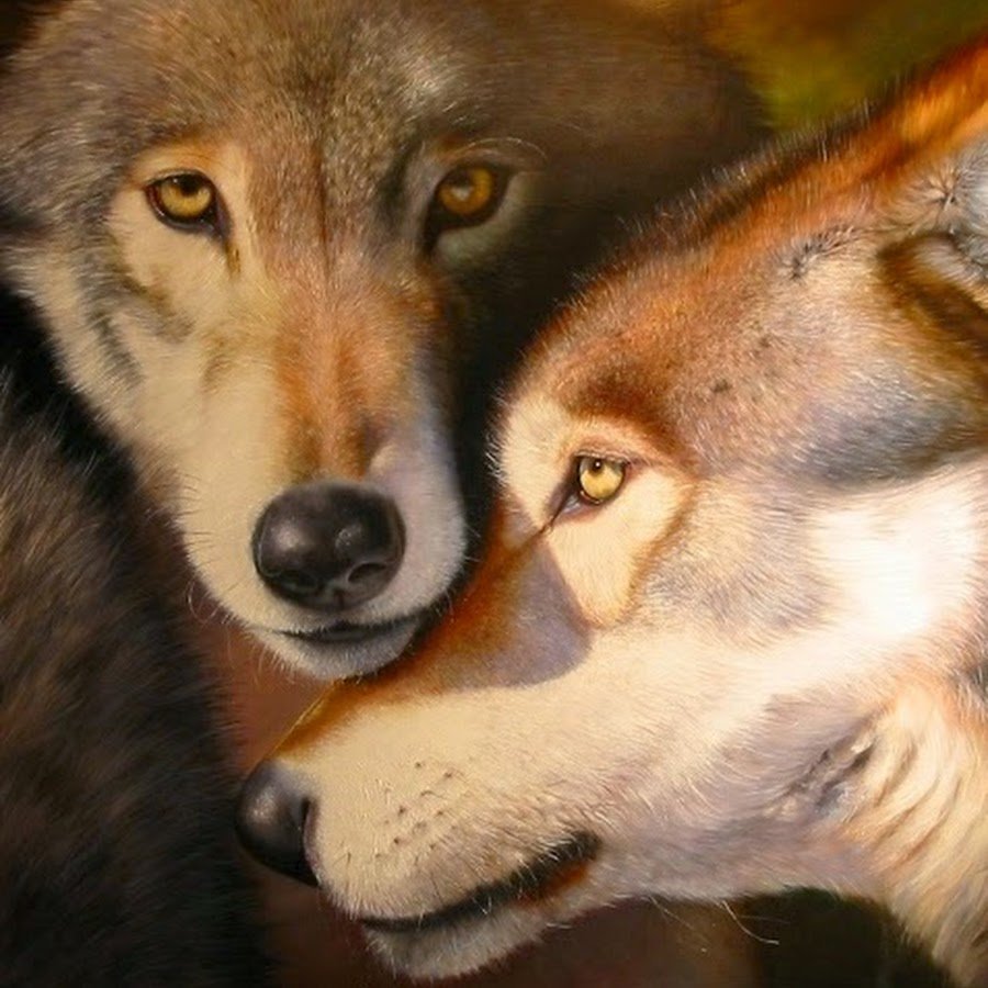 Картинки пары Волков