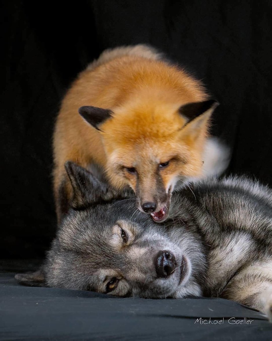 Лисы и волки