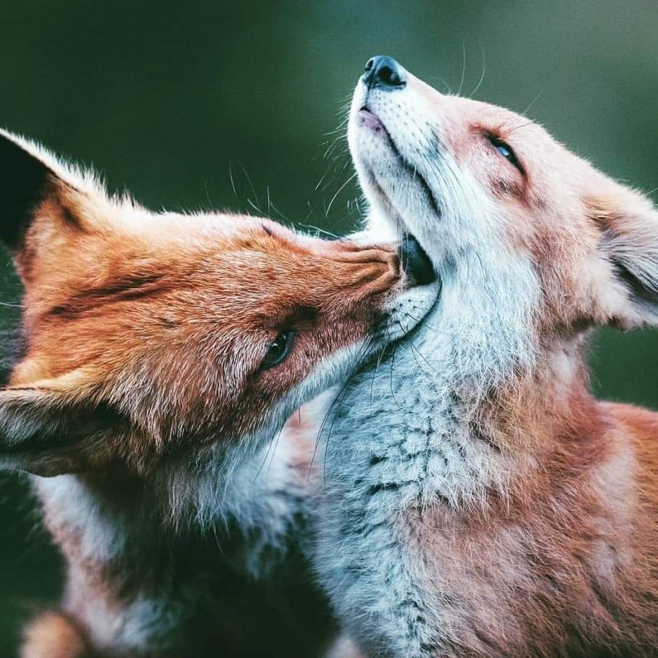 Лисы кусаются