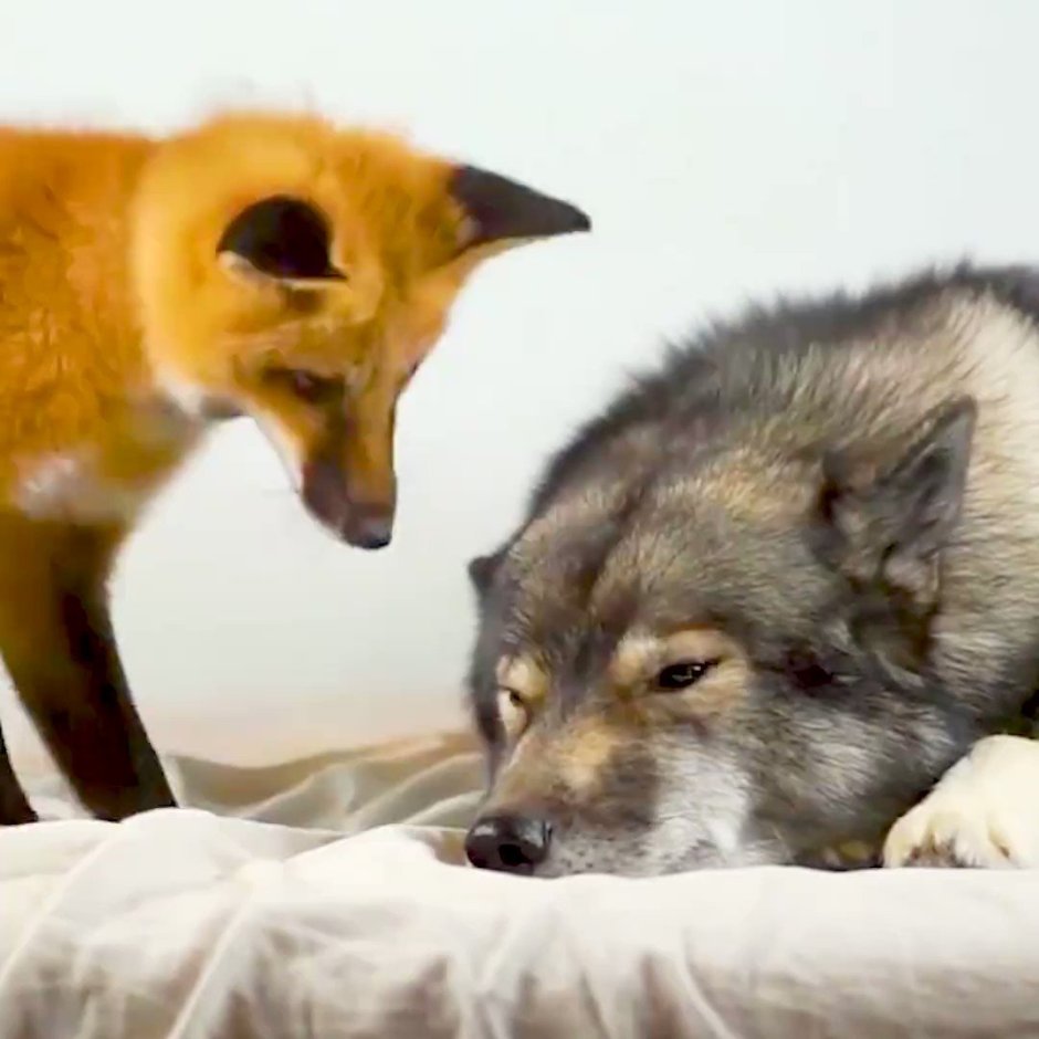 Волк и лиса