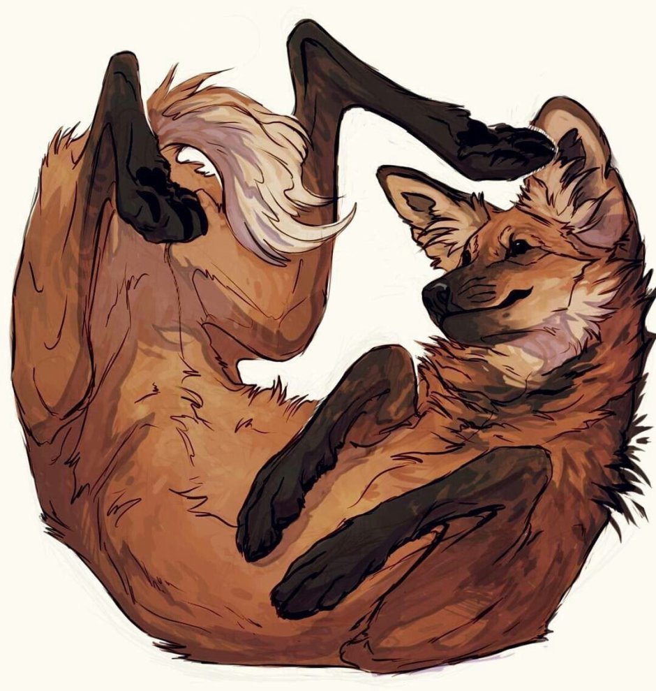 Гривистый волк лапы