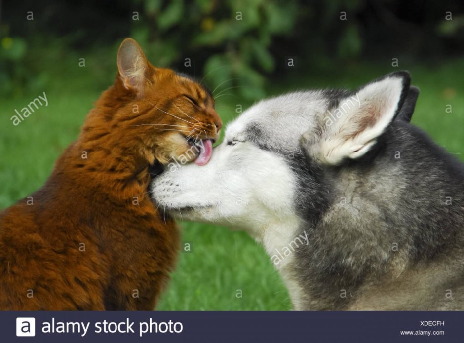 Волчонок и котенок