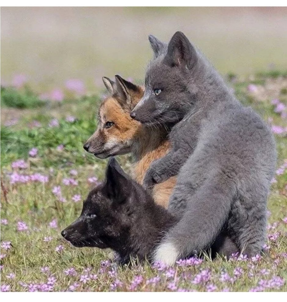 Чернобурка детеныш