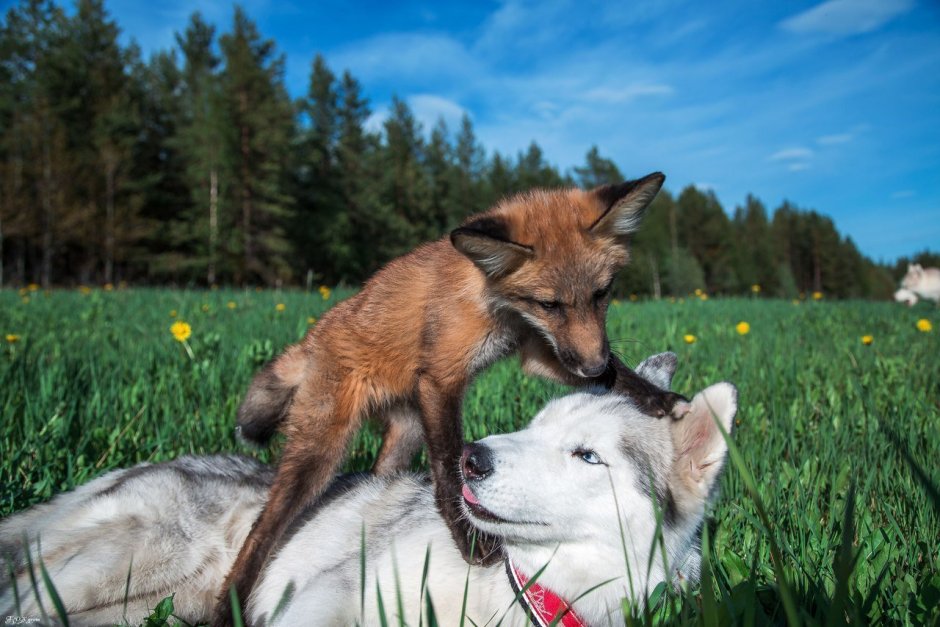 Дружба лисы и собаки