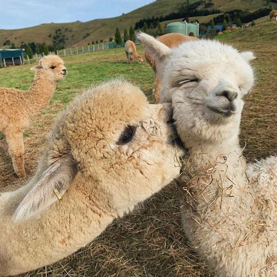 Королевская альпака