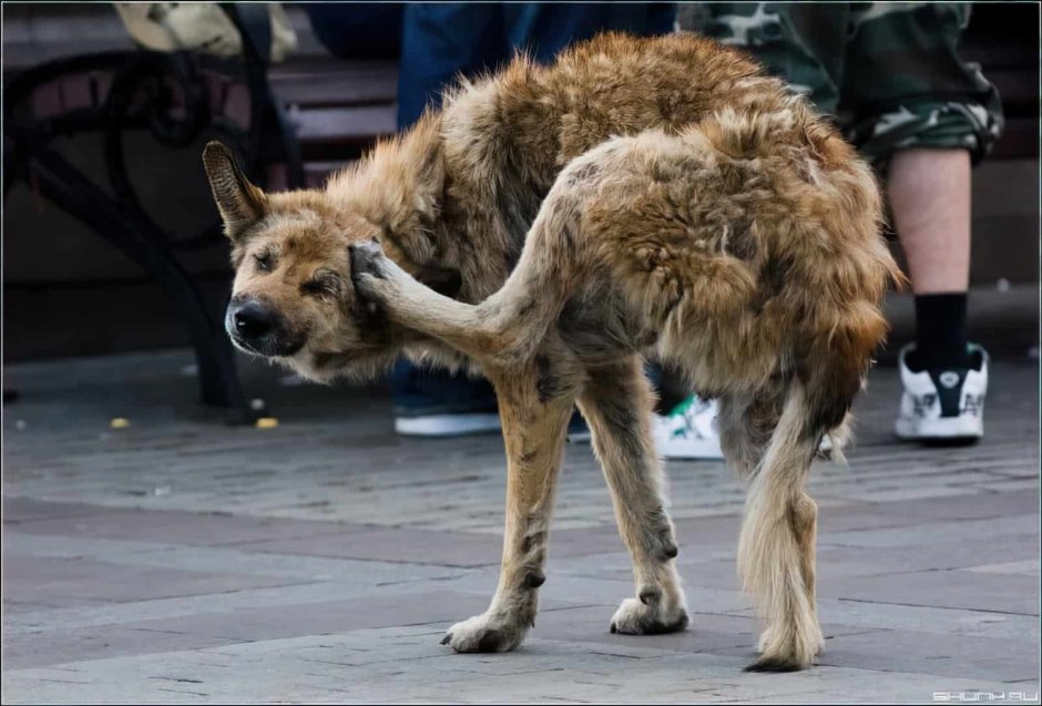 Щенки дворняги