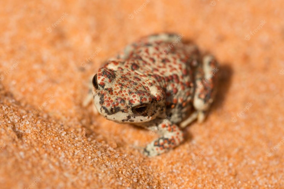 Камышовая жаба Bufo calamita