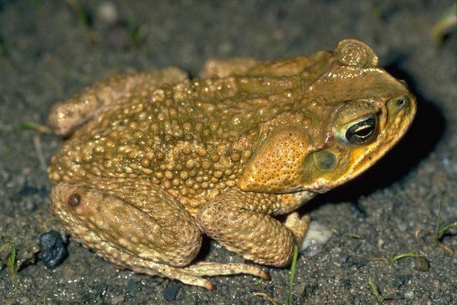 Rhinella Marina фото
