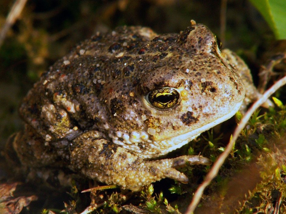 Natterjack toad