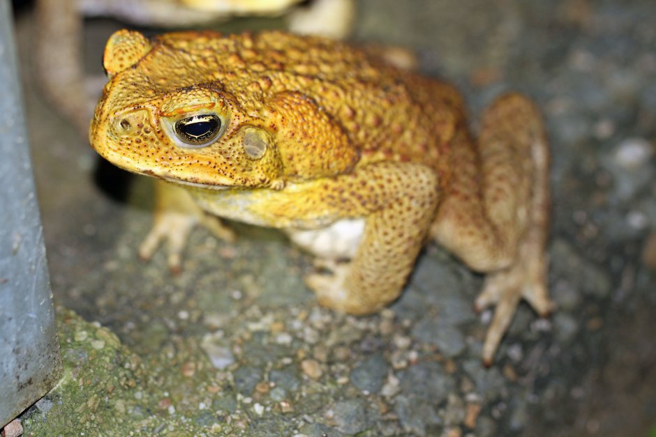 Cane toad Invasion progression