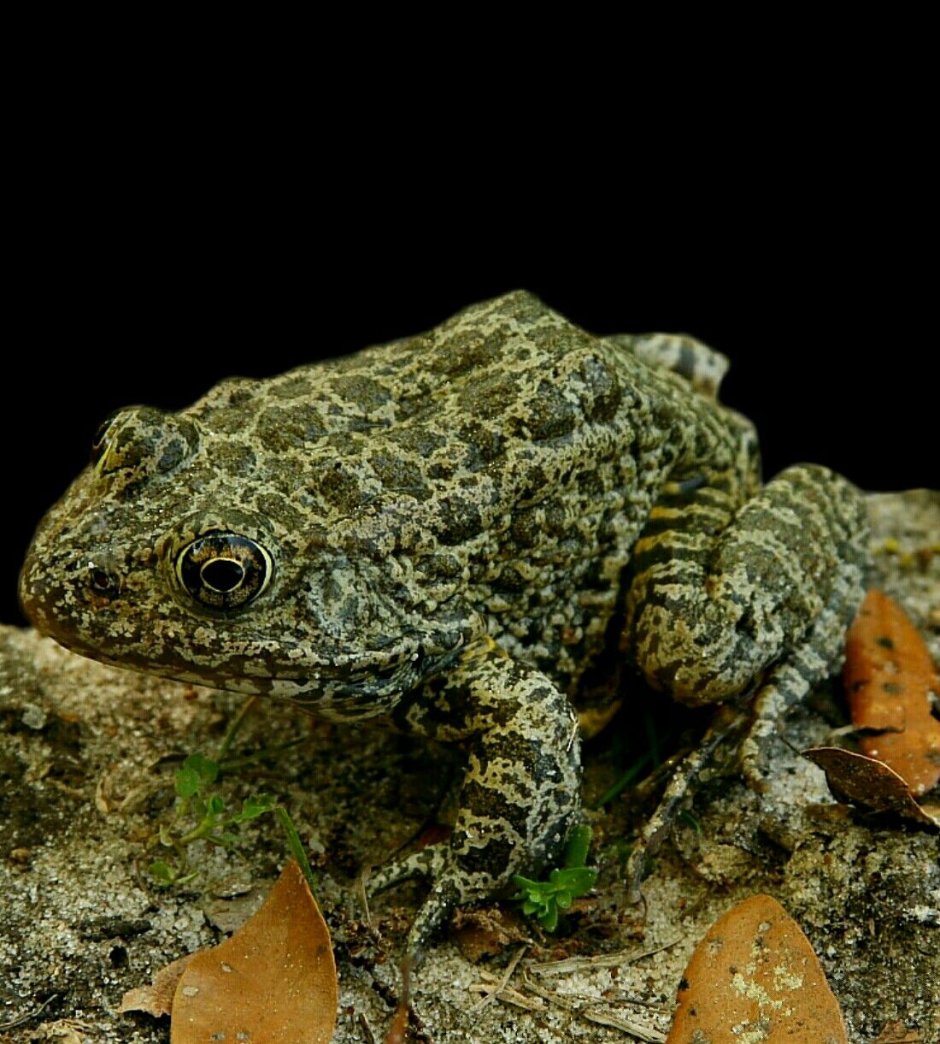 Scaly toad