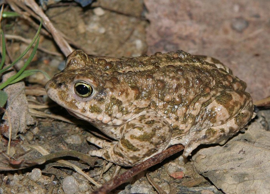 Камышовая жаба Bufo calamita