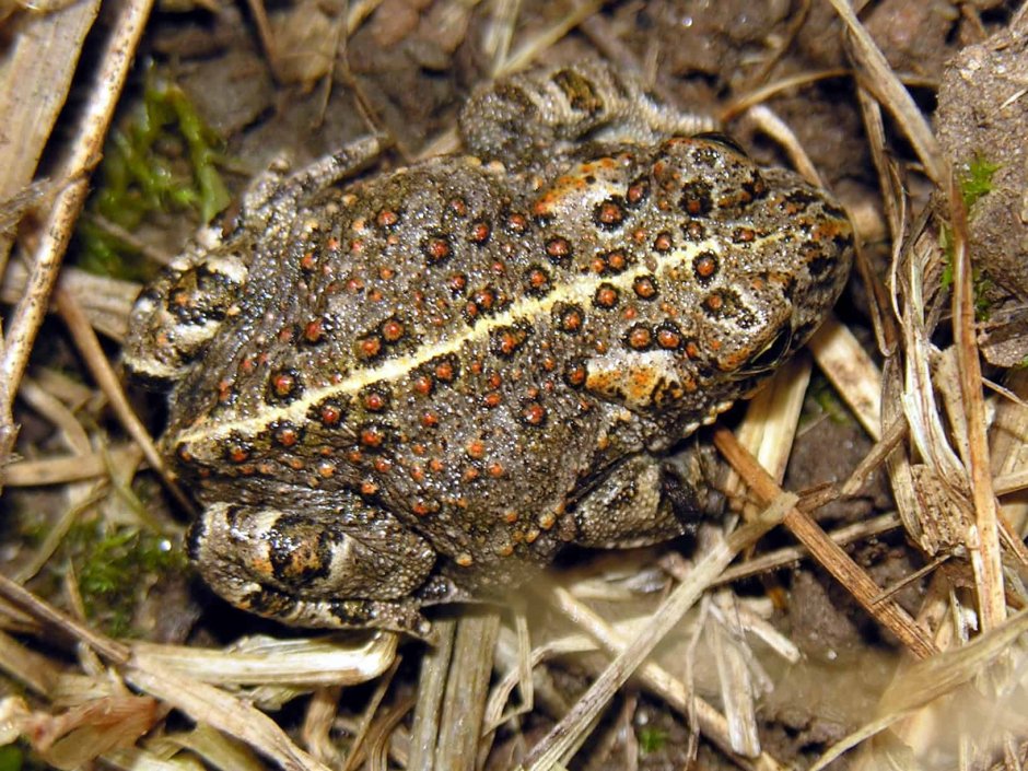 Камышовая жаба Bufo calamita