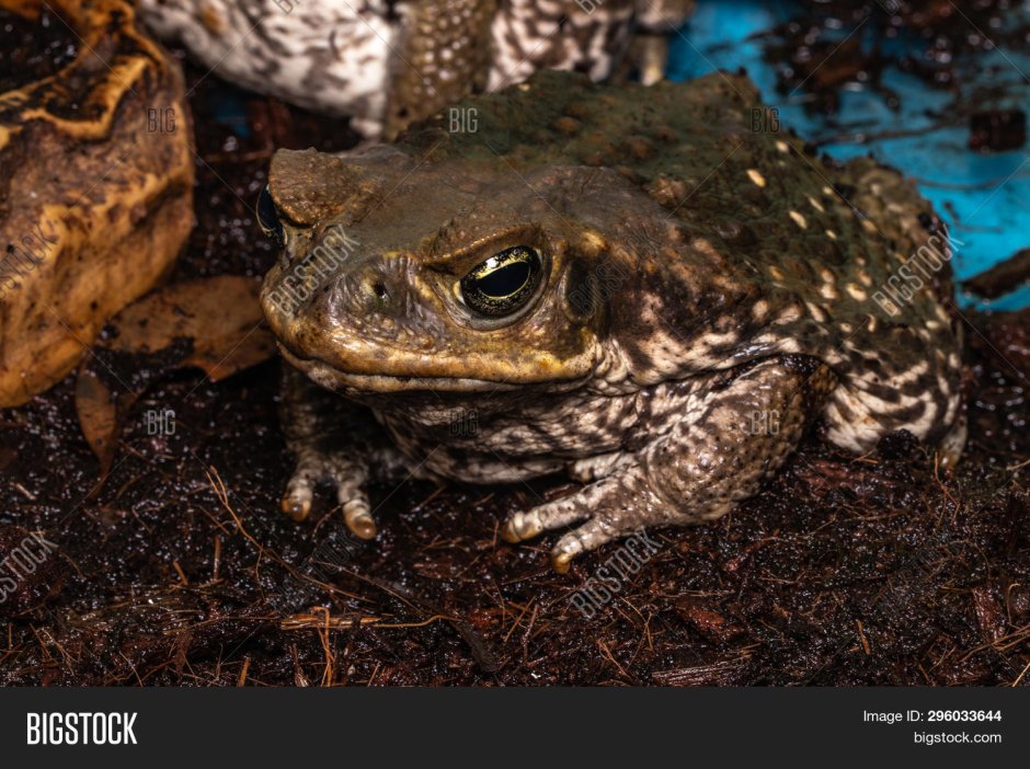 Камышовая жаба Epidalea (Bufo) calamita
