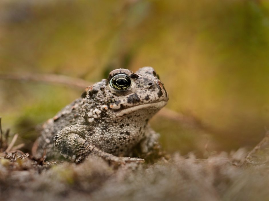 Камышовая жаба Bufo calamita