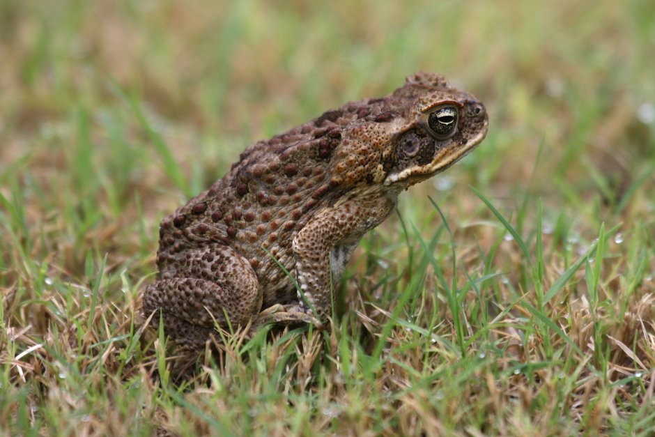 Буфо Маринус