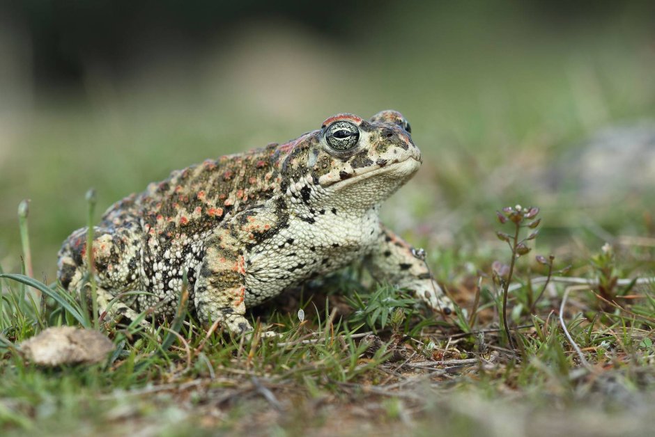 Камышовая жаба (Epidalea calamita)