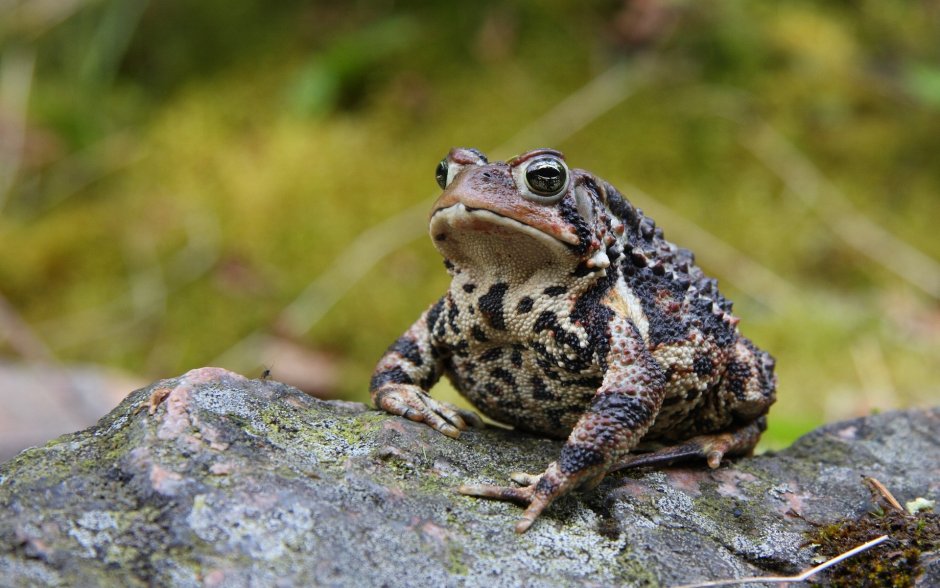 Anaxyrus americanus