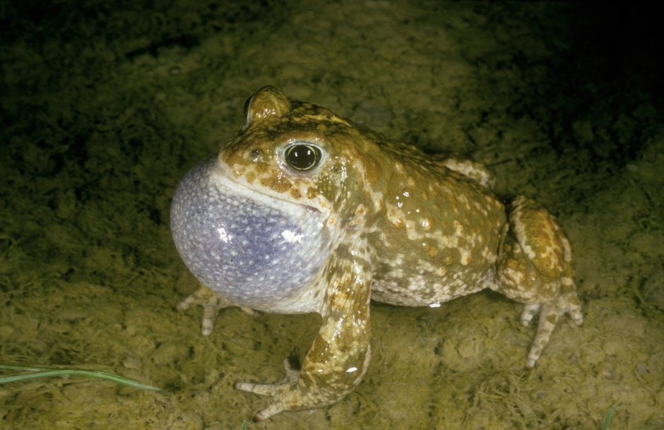 Камышовая жаба Bufo calamita