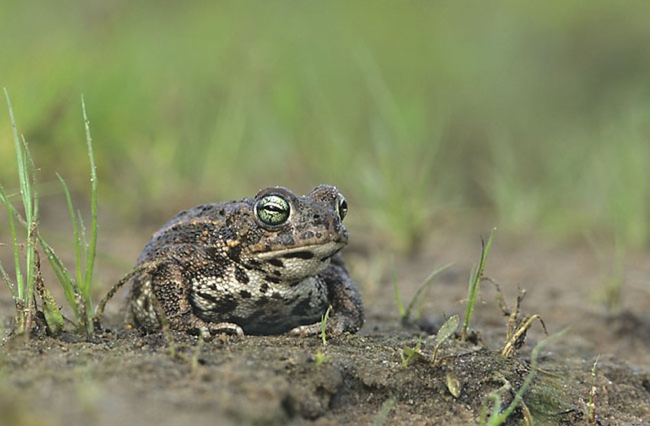 Камышовая жаба Epidalea (Bufo) calamita
