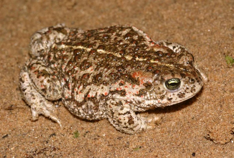 Камышовая жаба Bufo calamita
